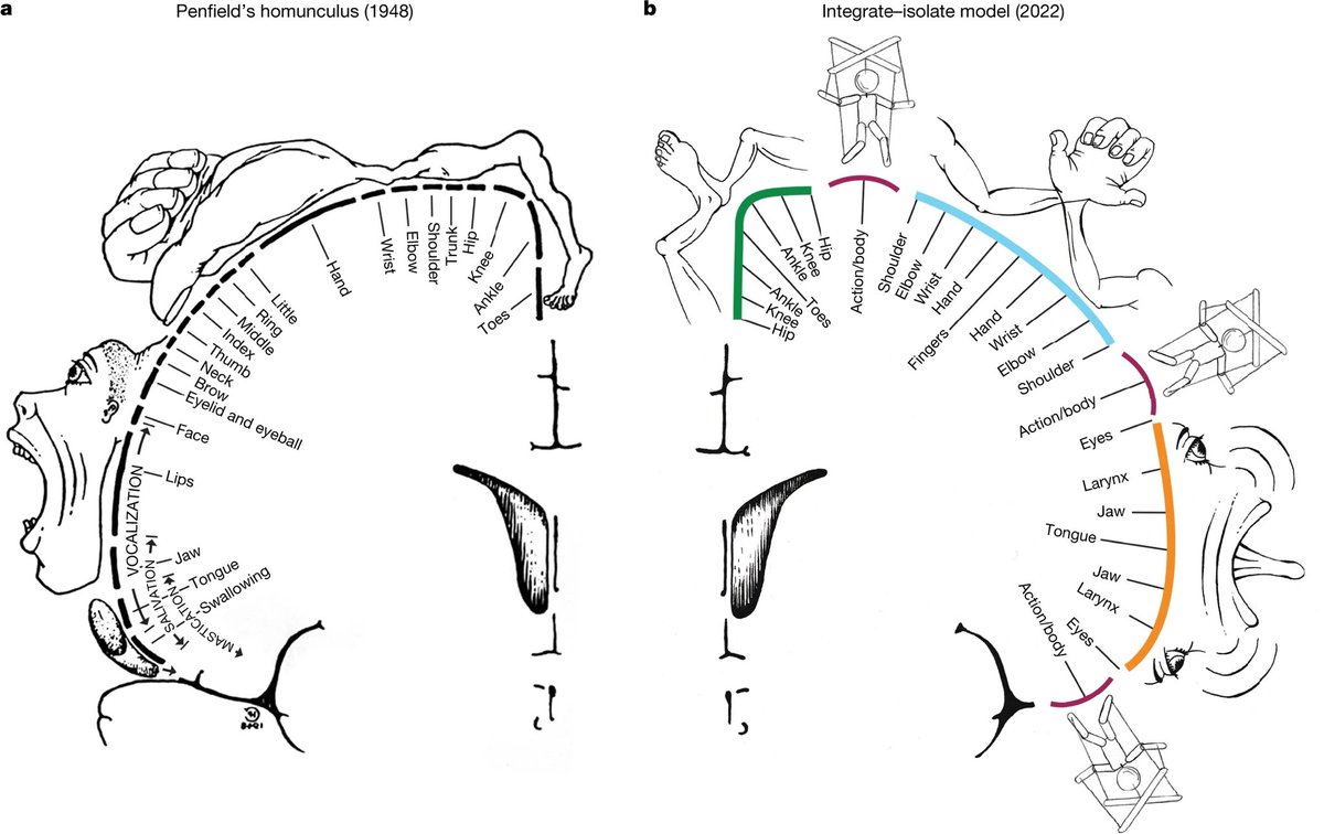 NU_DPT's tweet photo. Where were you when the new model of the motor cortex dropped?

(🧠🤯!!!)

@Nature https://t.co/a5a0opDwVL