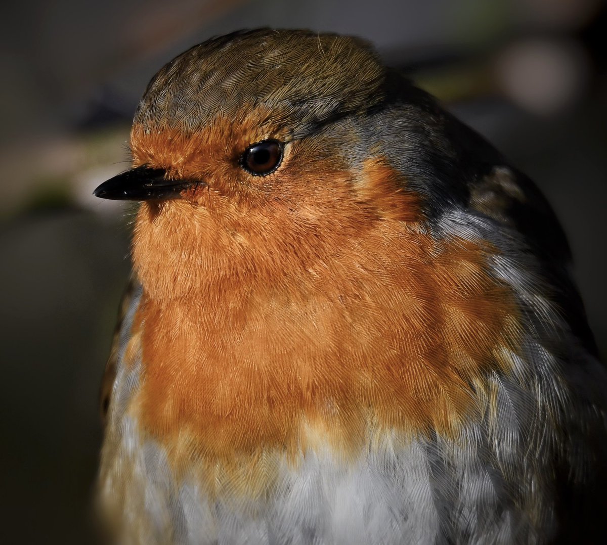 Geoff_Head_Pics's tweet photo. Photographed in the car park of RSPB Greylake ~ Robin Red Breast https://t.co/H1a8RObzVd