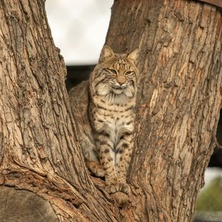 Sunday Showcase: Great Plains Zoo

<a href="/GreatPlainsZoo/">Great Plains Zoo</a> is a leader in conservation, education, and discovery in Sioux Falls!

The Great Plains Zoo is always seeking volunteers with an interest in nature, animals, and education.

#WeAreAU | #Serve