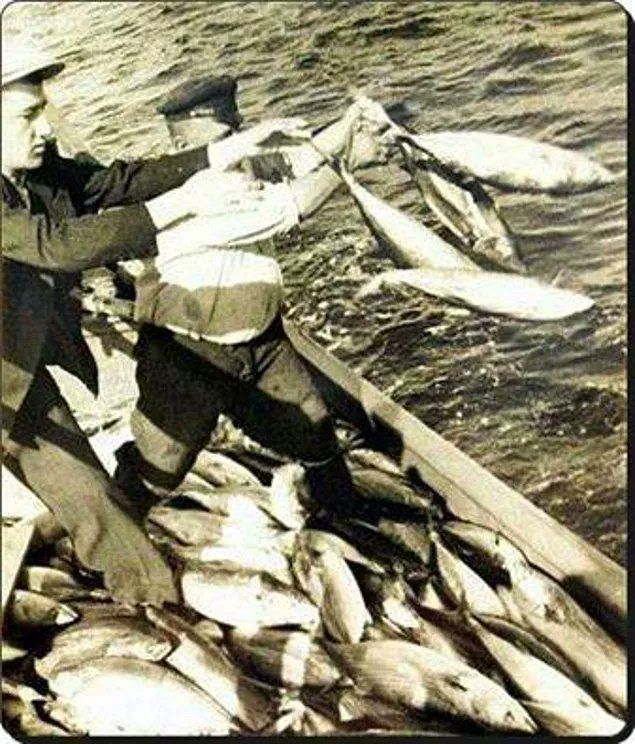 Tuttukları balıkların fazlasını denize geri atan balıkçılar. İstanbul, 1950ler.