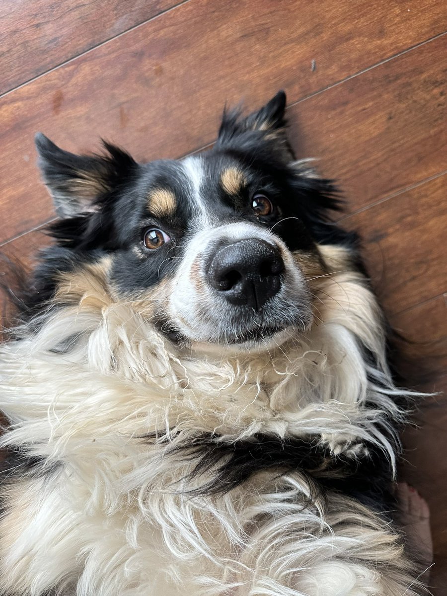 kfreberg's tweet photo. Me: Mando! I’m going to need to work to finalize some projects & do some meetings.
Mando 🐶: You need to pay attention to me! 🥰
Me: 🥹🥹🥹🥹 Can’t say no to this face! 😍
#MandoWade https://t.co/uuDuozSGyV