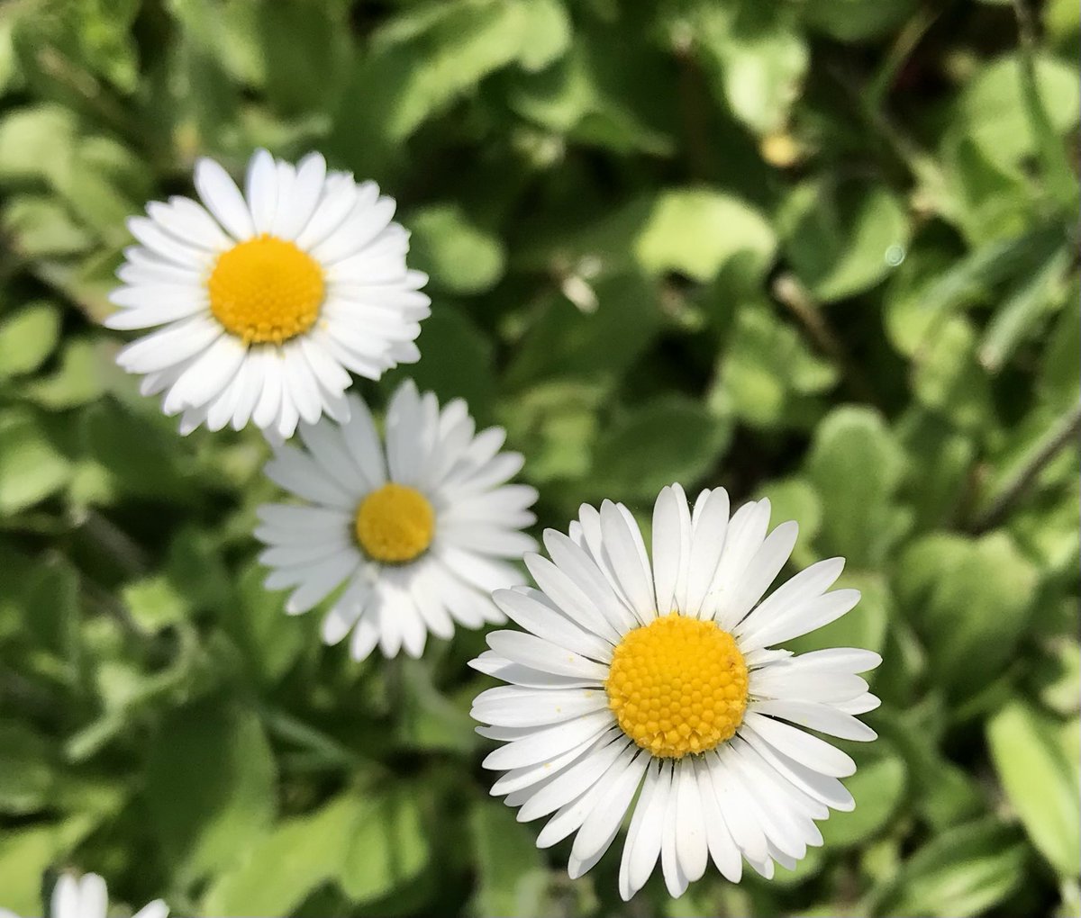 OrdinaireHomme's tweet photo. “”Look deep into nature, and then you will understand everything better..””.   📸🙋🏼‍♂️

—Albert Einstein— https://t.co/AszoJ9aGcH