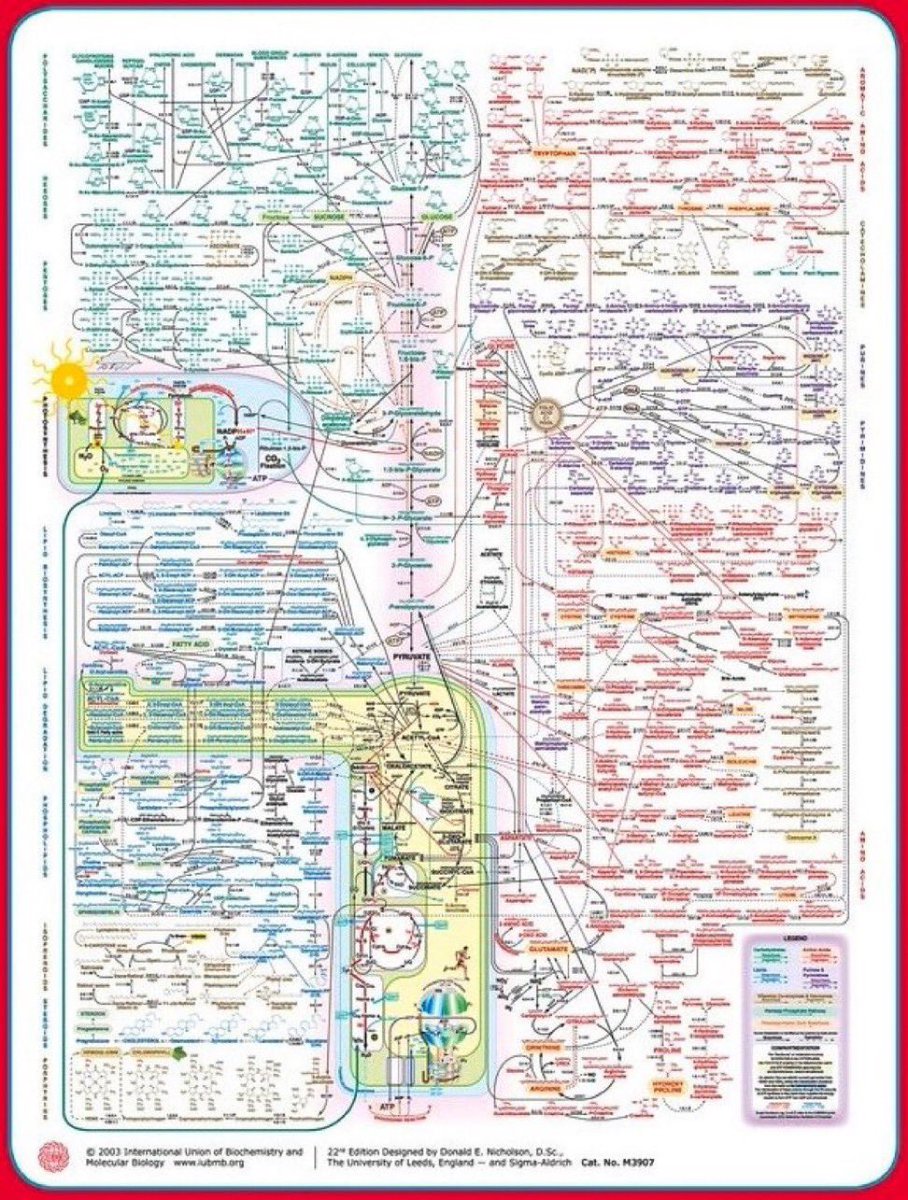 A simplified overview of Metabolism 
#MedEd #MedTwitter #Biology #ASPEN23 
h/t @torres_adan_