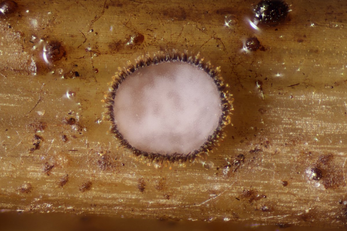 RPilze's tweet photo. Trichopezizella nidulus  ex Polygonatum sp.

#Trichopezizellanidulus #Trichopezizella #Nestförmigeshaarbecherchen #weißwurzhaarbecherchen #mushroom #mushrooms #fungus #fungi #pilz #pilze #champignons #champignon #nature #natur #Polygonatum https://t.co/EGdwN9PiUN
