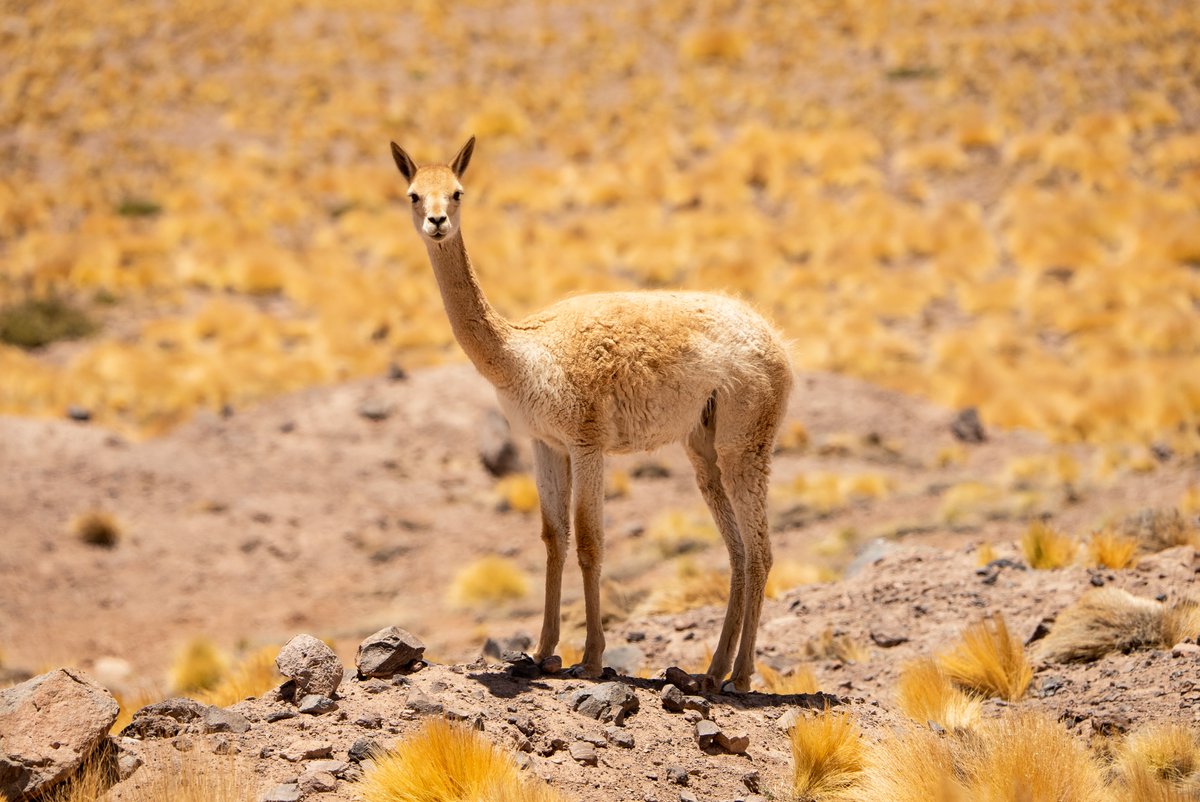 criordor's tweet photo. Vicuña, ojos de vertiente, pelaje de salar, mirada de estrellas.

📸@r_maluenda #salares #litio #Altiplano https://t.co/nQpIMLGCMZ