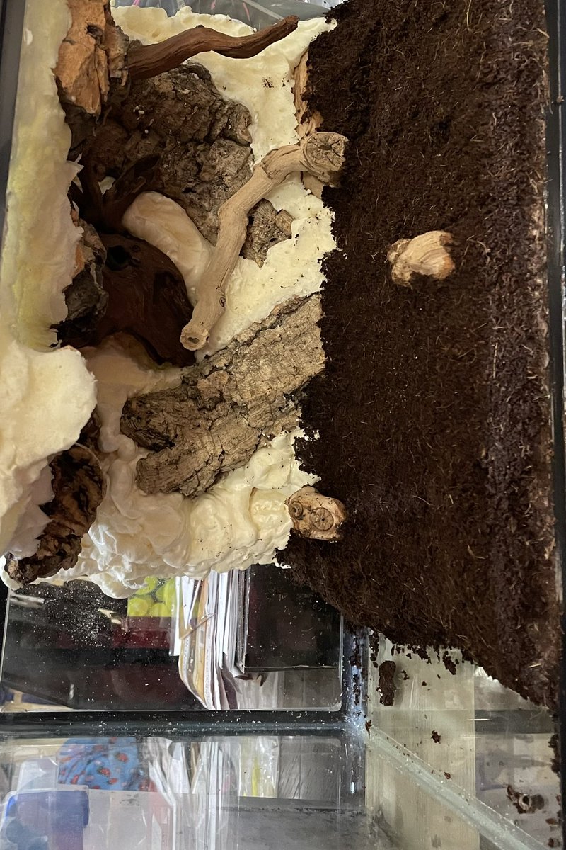 IsopodsAndMore's tweet photo. Just slathered one side with brown silicone and coco coir. In a past build I used clear. Big mistake. #diy #isopods #dartfrogs #custombackgrounds #livebioactive #isopodsandmore https://t.co/4QCVpt7lGh