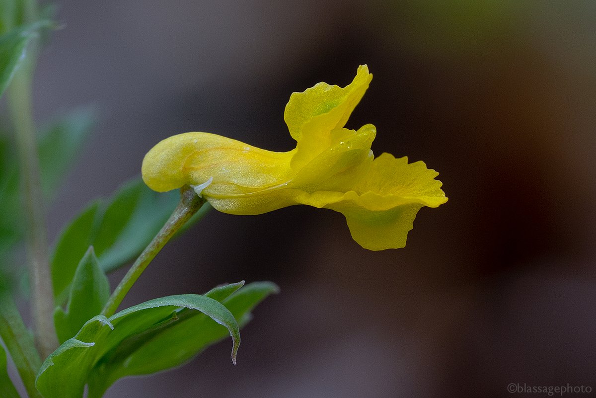 SJCKettleLakes's tweet photo. The tiny but lovely flowers of Corydalis flavula grace the forest floor at Lydick Bog Nature Preserve.
@HeinzeTrust 
#springephemerals #indiananativeplants #corydalisflavula #yellowcordalis #yellowfumewort https://t.co/dFFZpIaInB