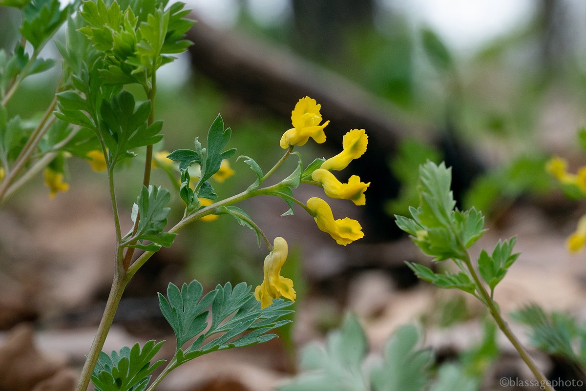 SJCKettleLakes's tweet photo. The tiny but lovely flowers of Corydalis flavula grace the forest floor at Lydick Bog Nature Preserve.
@HeinzeTrust 
#springephemerals #indiananativeplants #corydalisflavula #yellowcordalis #yellowfumewort https://t.co/dFFZpIaInB