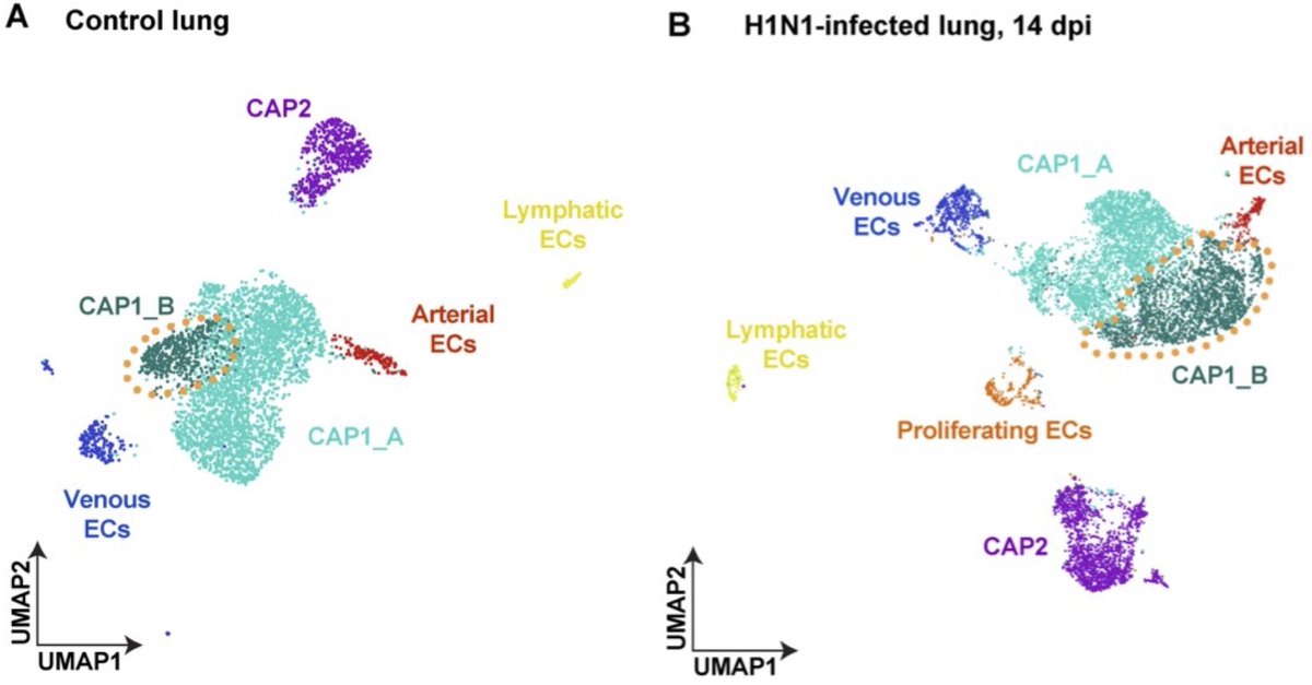 “Atf3 defines a population of pulmonary endothelial cells essential for lung regeneration”  by Niethamer et al. 2022 doi.org/10.1101/2022.1… describes an important discovery in which reanalysis of data previously published by those researchers had a key role.

Lung performance