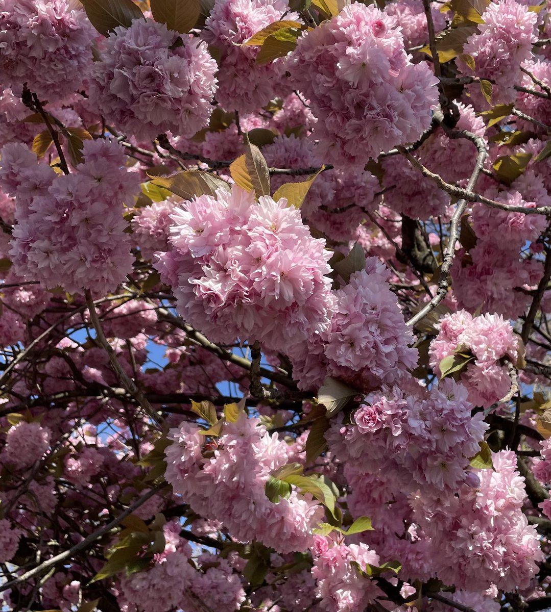 RelaxMeditate's tweet photo. Spring is a time of renewal and growth, and what better way to embrace it than with a daily meditation practice? Take a moment to pause, breathe in the fresh air, and let the season of new beginnings inspire inner peace and clarity. 🌷🧘‍♀️ #springmeditation #mindfulness https://t.co/qUoAsmjEw6