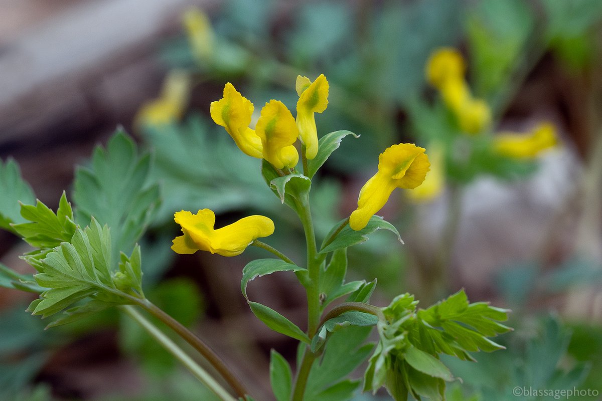 SJCKettleLakes's tweet photo. The tiny but lovely flowers of Corydalis flavula grace the forest floor at Lydick Bog Nature Preserve.
@HeinzeTrust 
#springephemerals #indiananativeplants #corydalisflavula #yellowcordalis #yellowfumewort https://t.co/dFFZpIaInB