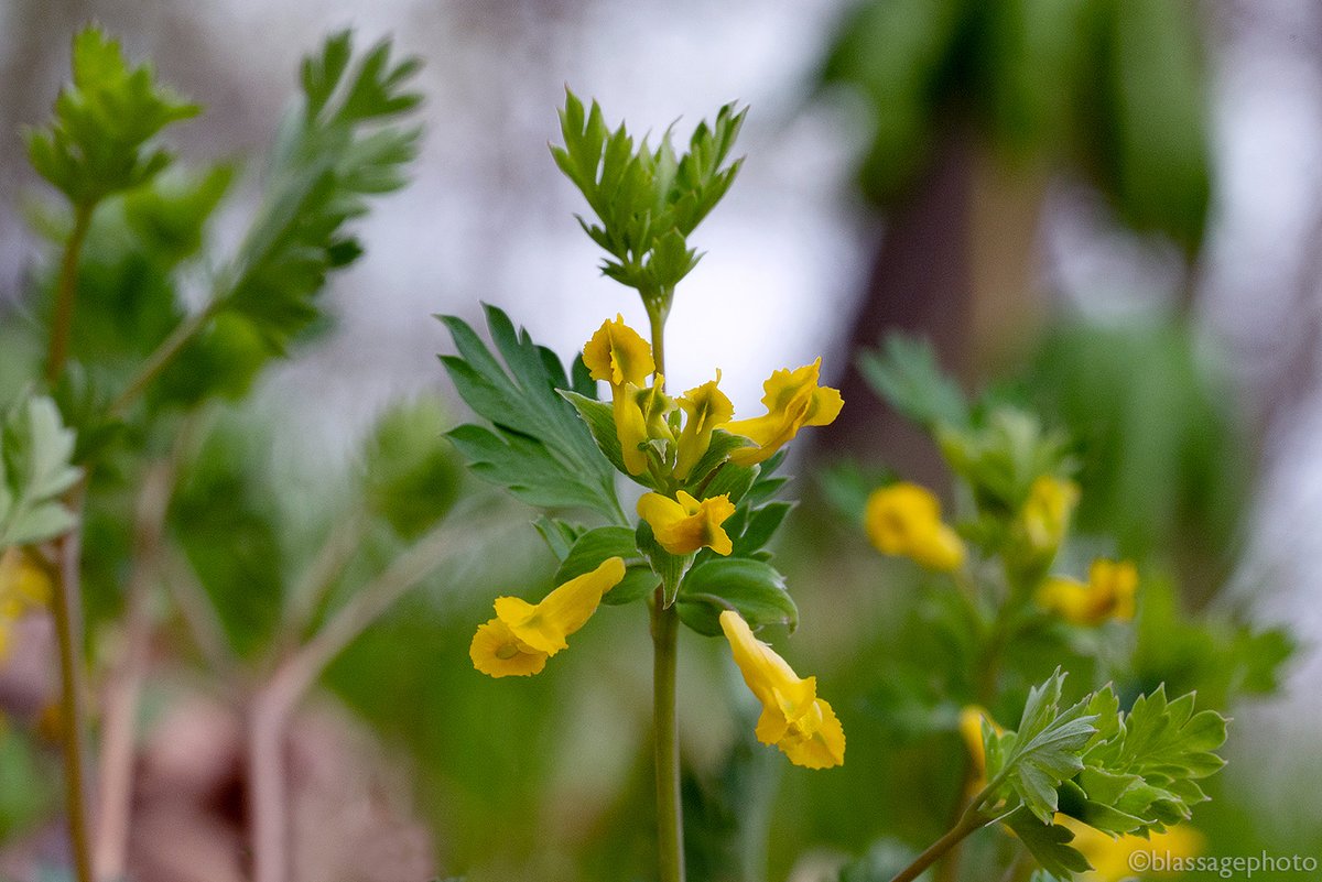 SJCKettleLakes's tweet photo. The tiny but lovely flowers of Corydalis flavula grace the forest floor at Lydick Bog Nature Preserve.
@HeinzeTrust 
#springephemerals #indiananativeplants #corydalisflavula #yellowcordalis #yellowfumewort https://t.co/dFFZpIaInB