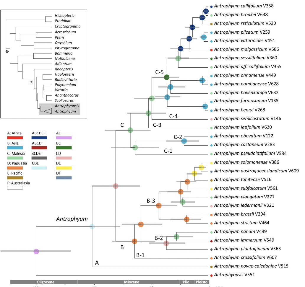 New work led by Cheng-Wei Chen on Antrophyum which is definitely in the running for sexiest #fern!. Highly integrative approach using landmarks, ancestral states, and areas w/<a href="/joel_nitta/">Joel Nitta</a>, <a href="/LeonPerrie/">Leon Perrie</a>
