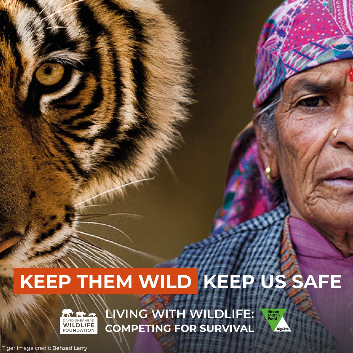 For the next 7 days, donations made via @thebiggiveorg will be DOUBLED! Our friends at @dswfwildlife are raising vital funds for their Big Give #GreenMatchFund23 campaign ‘Living with Wildlife: Competing for Survival’! Donate today: bit.ly/biggive2023
