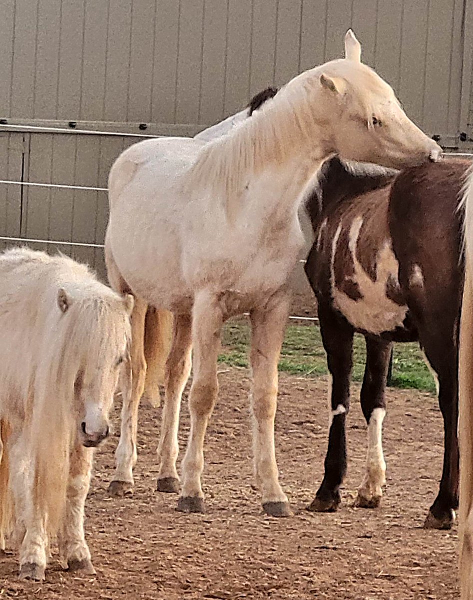PRRHorseRescue's tweet photo. 💥$3152.26 TO GO💥
We are so thankful for the donations that came in overnight! A bale + was funded!! YAY- HAY!!
Who will find the next $120 bale? OR any amount helps. 
https://t.co/8SMrjh73w6
https://t.co/oTnXab2UGG
Venmo
@PalominoRidgeRanchHorseRescue 
#horse #donate #rescue https://t.co/9UO47RLL2k