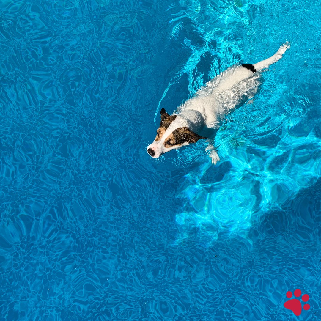 Check out our blog post on the 7 Best Dog Exercises! 🐶💪🏼 

From fetch to swimming, we've got you covered with activities that will keep your furry friend healthy and happy. 

24petwatch.com/blog/the-7-bes…

#24petwatch🐾