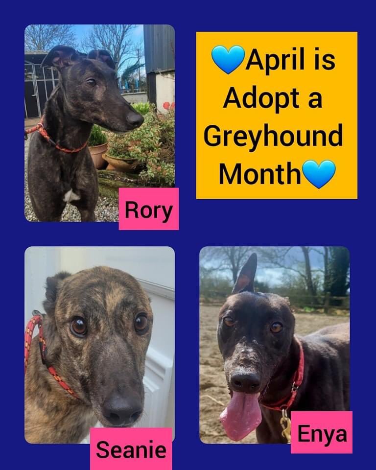 💙April is Adopt a Greyhound Month💙
They make the most amazing pets and are willing to put their past behind them & adapt to life as a family pet. ❤

Check out the link to see our hounds currently seeking homes:⬇️
madra.ie/dog-profiles/
#madradogrescue #adoptagreyhoundmonth