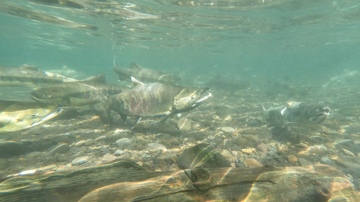ColumSpringsEEC's tweet photo. Okay we'll admit it, the PNW rain can get a bit gloomy at times. But did you know that salmon rely it to come back home? Learn more here: https://t.co/ofWLCPlWRo

We still need help making it to our $10K goal! Visit https://t.co/KAr0TmpPel to rain down on us (and our salmon!). https://t.co/s0JXYbYXhA