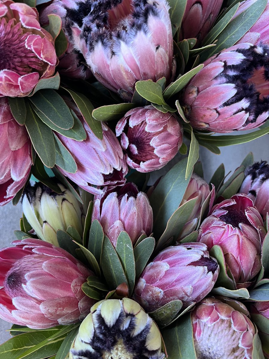 friedalloyd's tweet image. Proteas at Bloubakkie, Kleinmond. #fynbos