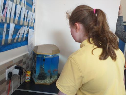 siologaStCon's tweet photo. Setting up the fish tank for the new arrivals in our class 🐟🐠 @ConlethSt https://t.co/Mmybs6MXXX