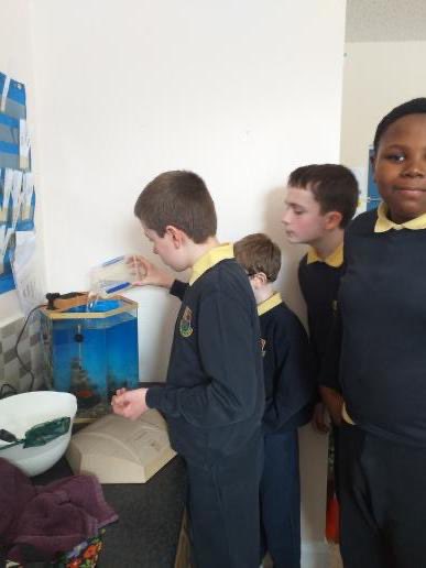 siologaStCon's tweet photo. Setting up the fish tank for the new arrivals in our class 🐟🐠 @ConlethSt https://t.co/Mmybs6MXXX