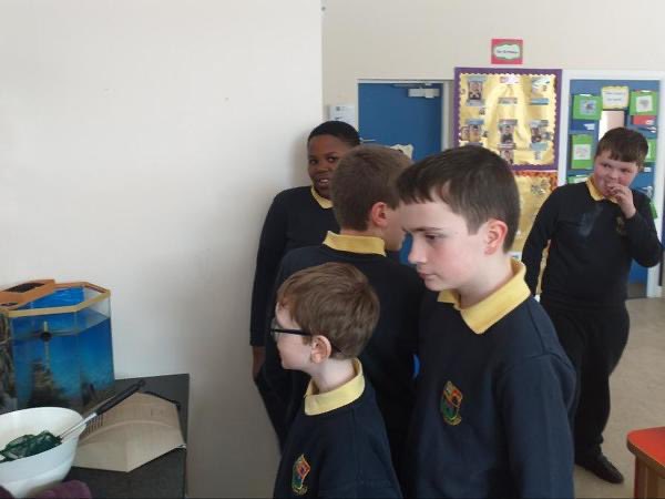 siologaStCon's tweet photo. Setting up the fish tank for the new arrivals in our class 🐟🐠 @ConlethSt https://t.co/Mmybs6MXXX