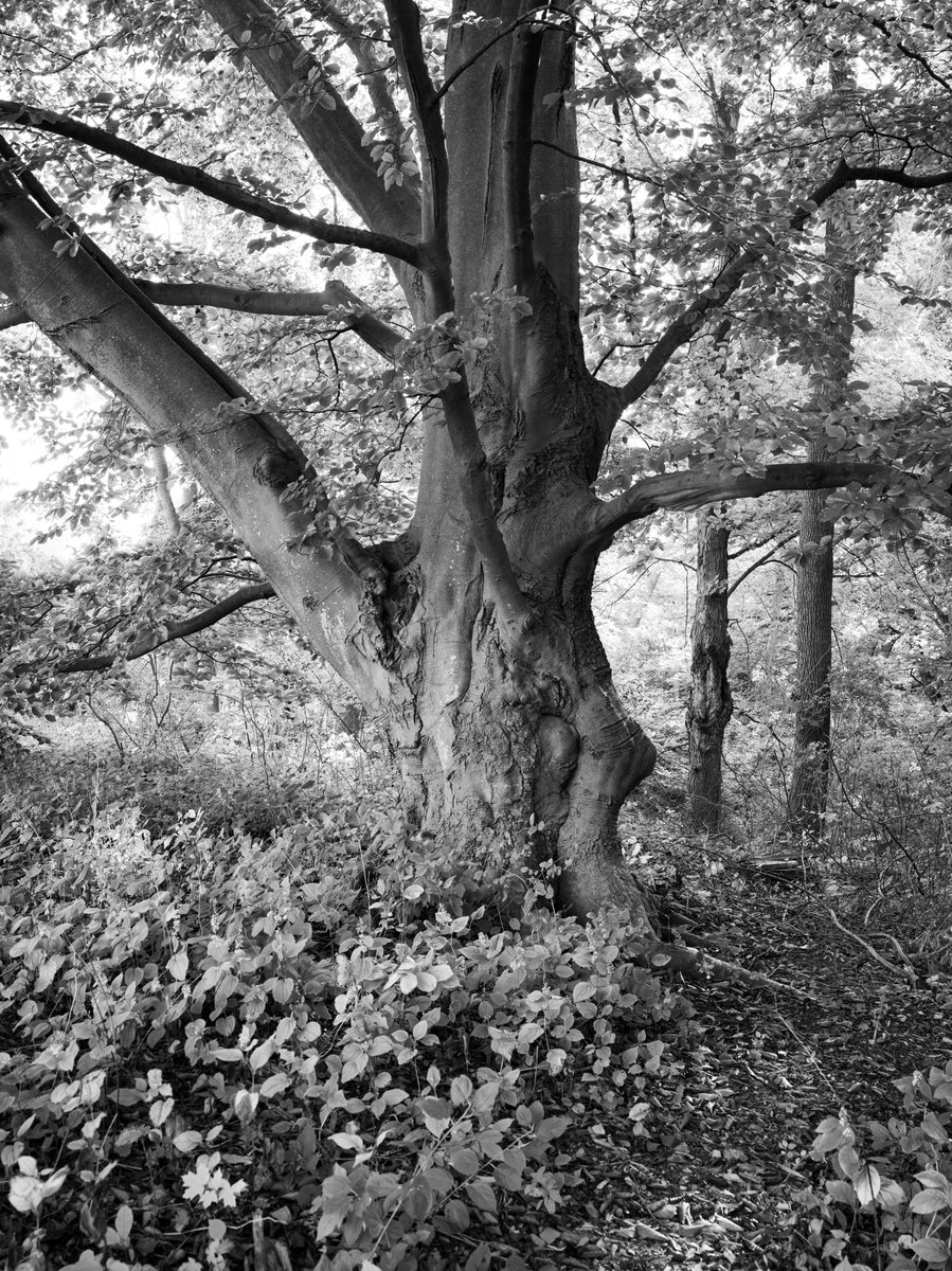 Atlantic Re:think (@atlanticrethink) on Twitter photo We're loving these black and white photos by <a href="/greenbergphoto1/">Stanley Greenberg</a> of trees in parks designed by legendary landscape architect Frederick Law Olmsted. We're loving these black and white photos by <a href="/greenbergphoto1/">Stanley Greenberg</a> of trees in parks designed by legendary landscape architect Frederick Law Olmsted.