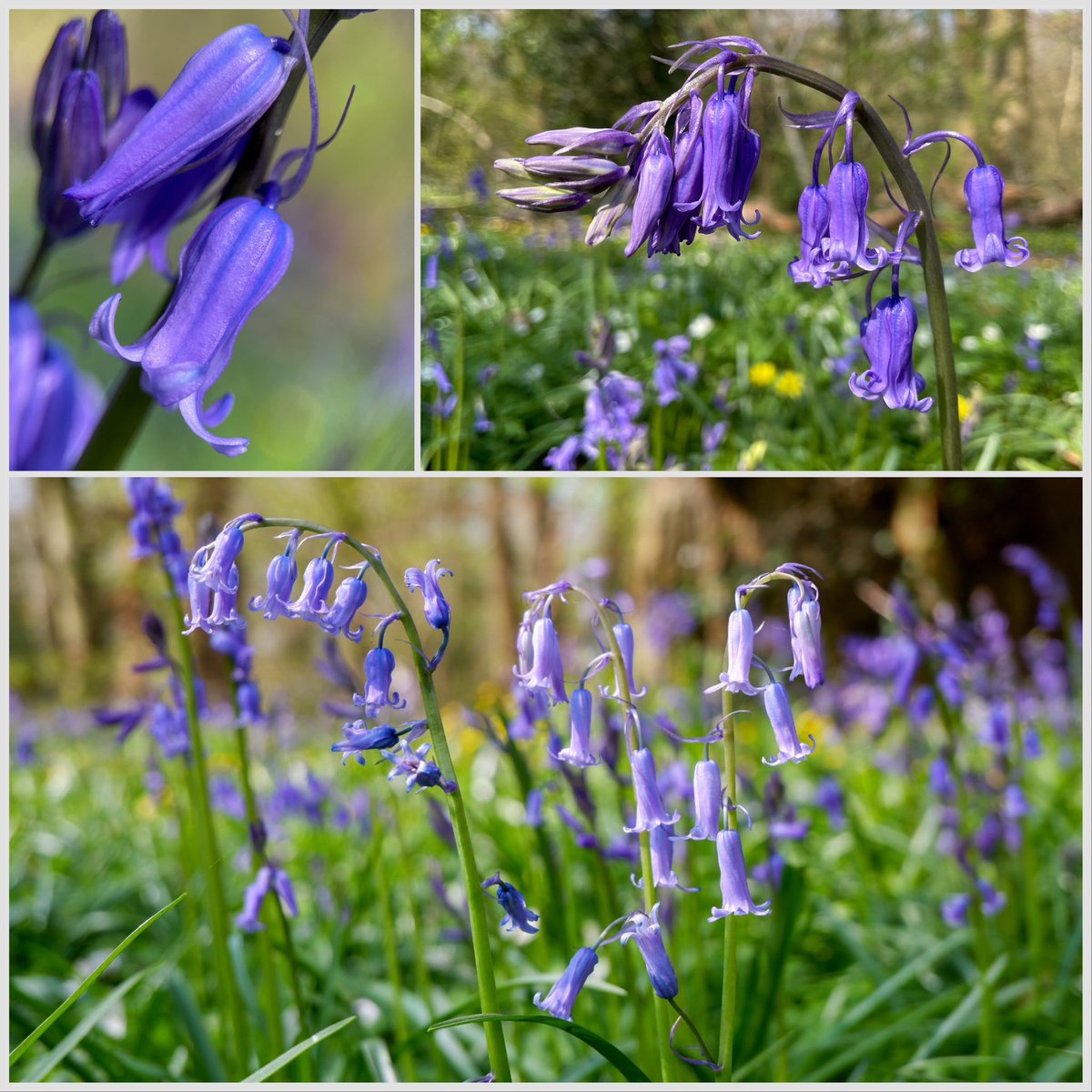 wildflowerhunt's tweet photo. My #wildfloweroftheday: #bluebell (#hyacinthoidesnonscripta) The time every wildflower lover looks forward to is when the #bluebells are in full swing! What a breathtaking sight it is to see and smell. I would even go as far as saying it is one of England’s national treasures. https://t.co/Yoqd0FhZ0b