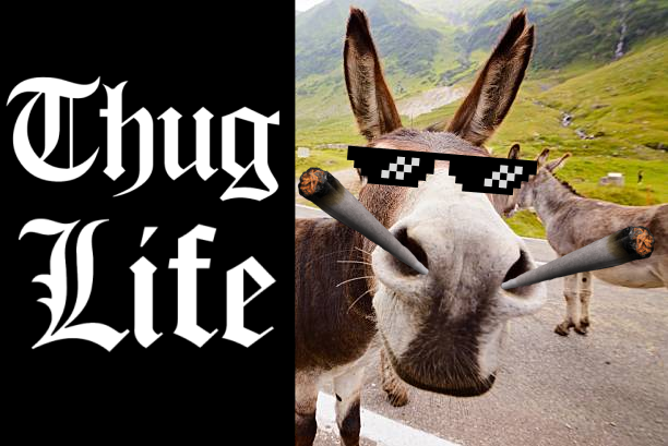 donkeycoineth's tweet photo. smokin big doinks with the boys today #thuglife #420day #blazeit 

Get ready for $DONKEY to get higher than I am right now #HEEHAWW https://t.co/a9U5pDr5iR