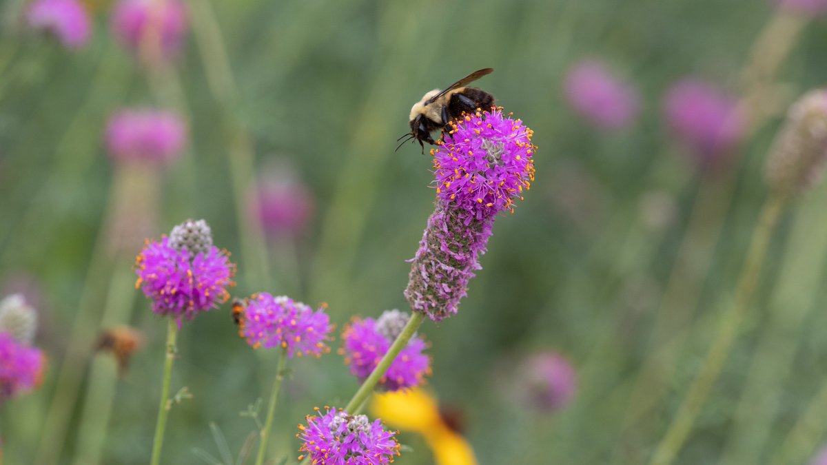 Syngenta US on Twitter: 
