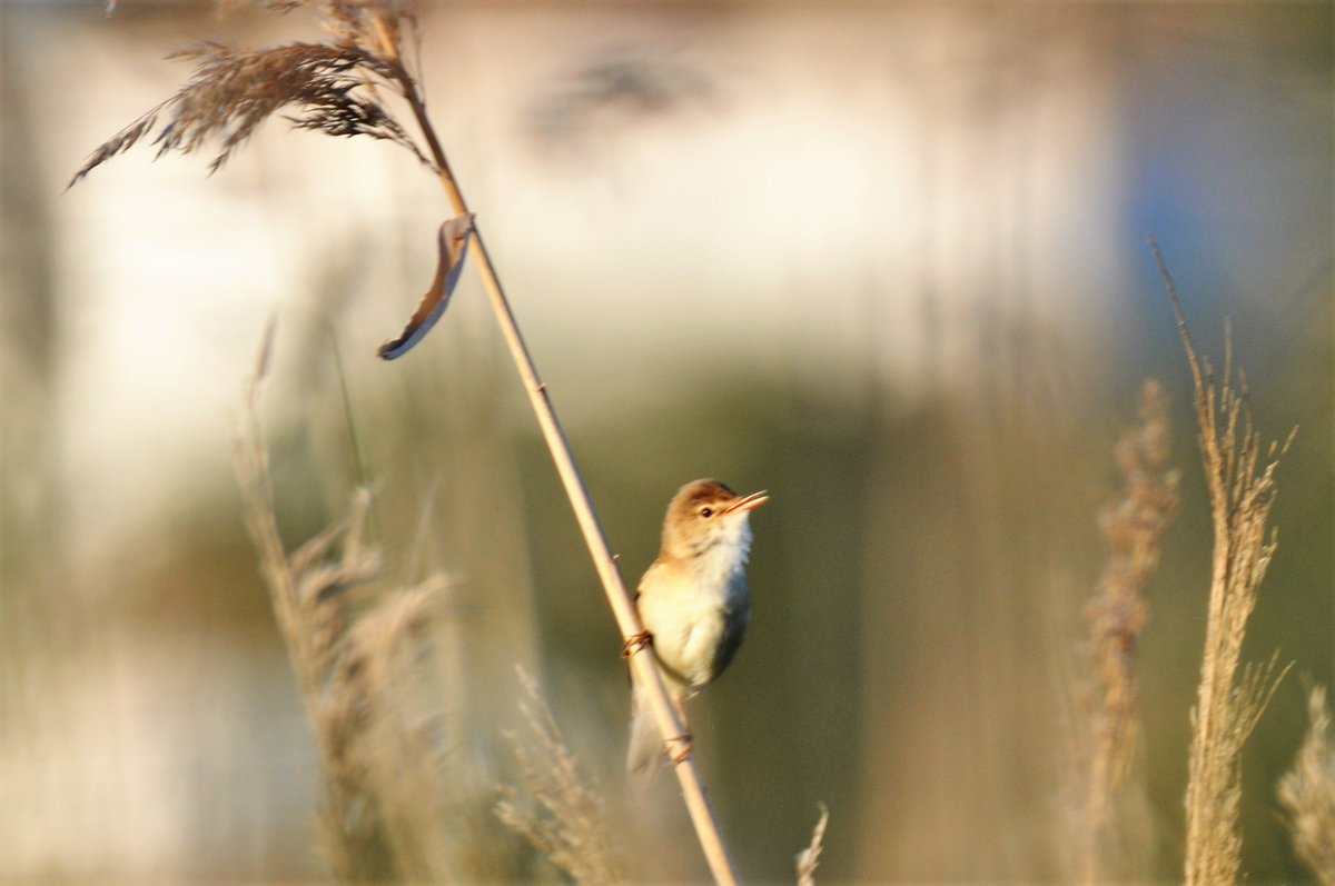 richardwinsor51's tweet photo. Reed Warbler, I think, this afternoon at #Salgados https://t.co/WsHHTJwbqu