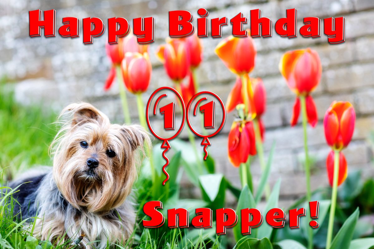 SnapperTheDog's tweet photo. It's my 11th birthday today. Woof Woof! <3 https://t.co/dseCBxFOXV