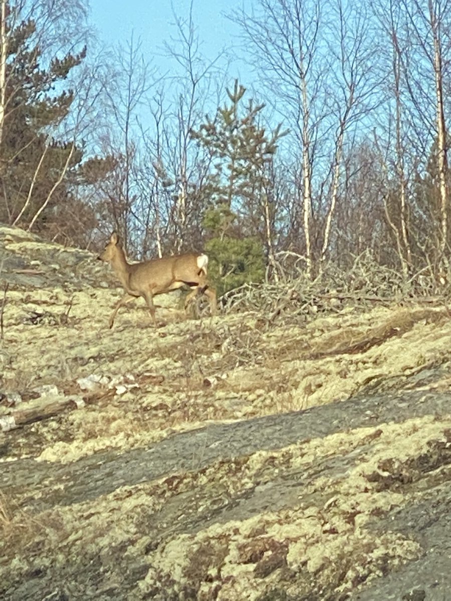this_healing's tweet photo. @Sweetipips101 Claiming this one. Learning to trust inner knowing to a whole new level. A deer 🦌 the other day https://t.co/Z1vCVZqRRd
