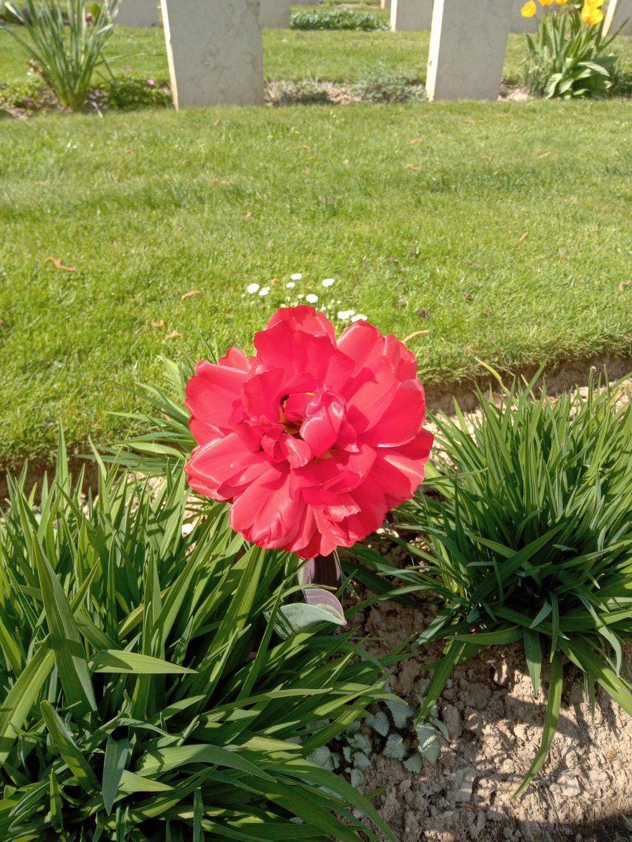 Nord_albert's tweet photo. Border alignment and tulips in full bloom at Santerno valley war cemetery @CWGC https://t.co/2WrT98y6El
