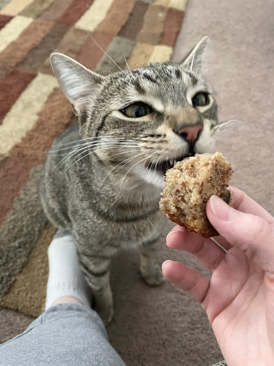 Friends of Bear Cat Rescue tweet media