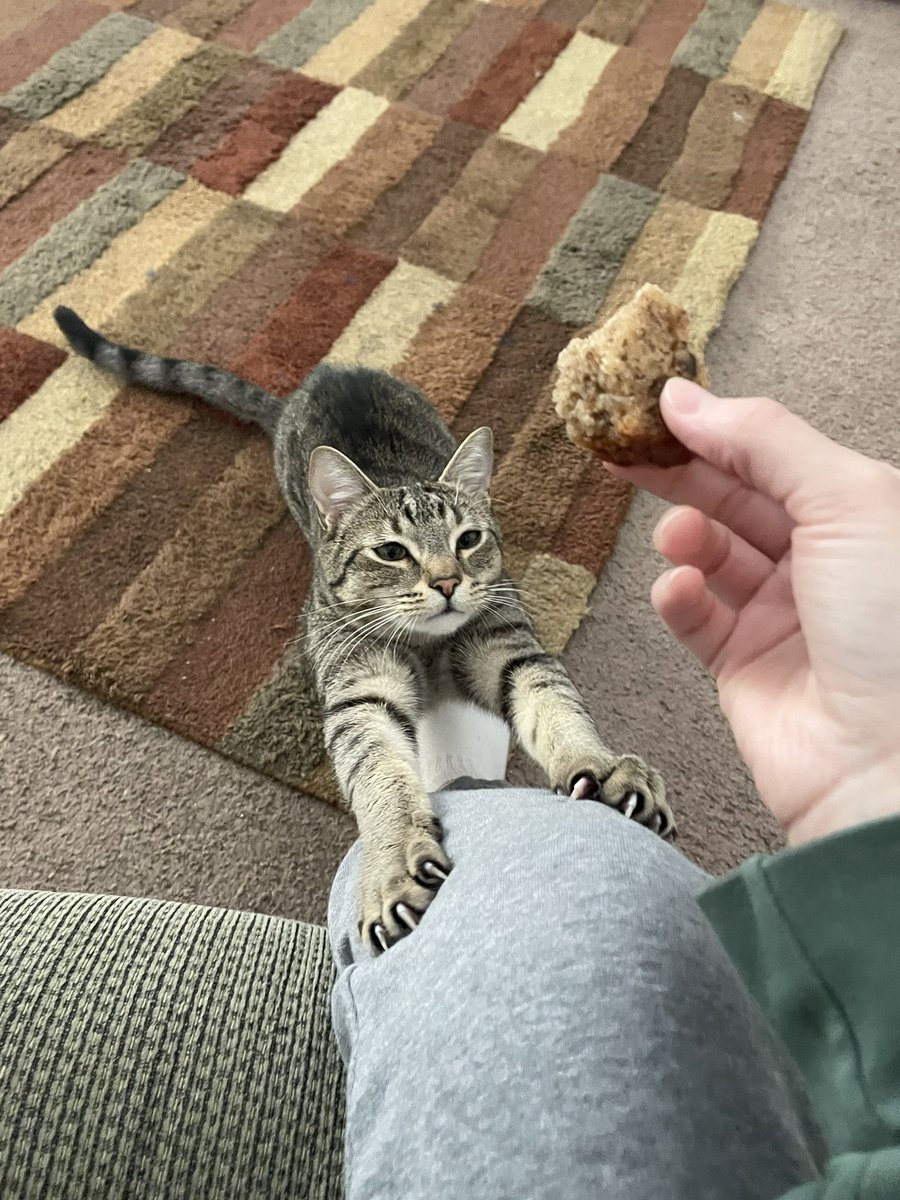 Friends of Bear Cat Rescue tweet media