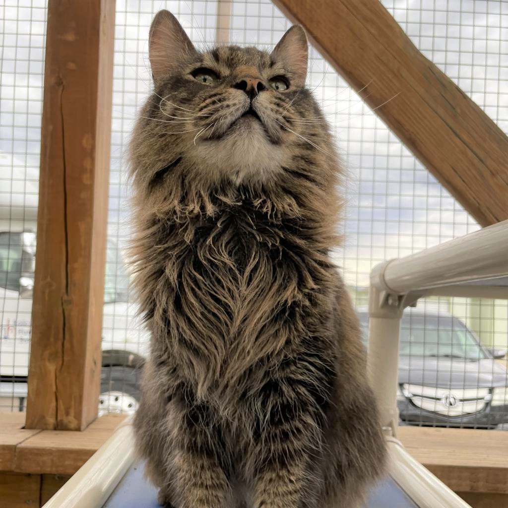 RoiceHurst's tweet image. Even though Felix is eager to move into a new home, he sure is enjoying his time spent lounging on our outdoor catio! 😻 Felix is in search of a quiet, relaxing retirement home where he won't be disturbed by energetic dogs or young kids. Stop by the shelter to meet him!