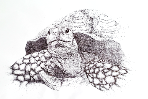 1/1 hand-drawn "Yurt Turt" from my Creature Stipulation series #NFTdrawing #nftwomen #nfteen
opensea.io/collection/cre…