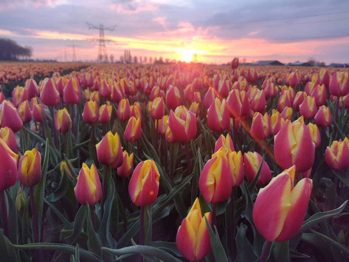 MargoSmitTwit's tweet photo. Aan het eind van onze straat zien wij dit:
#Greffelkamp #bollenvelden https://t.co/mzcTzliG65