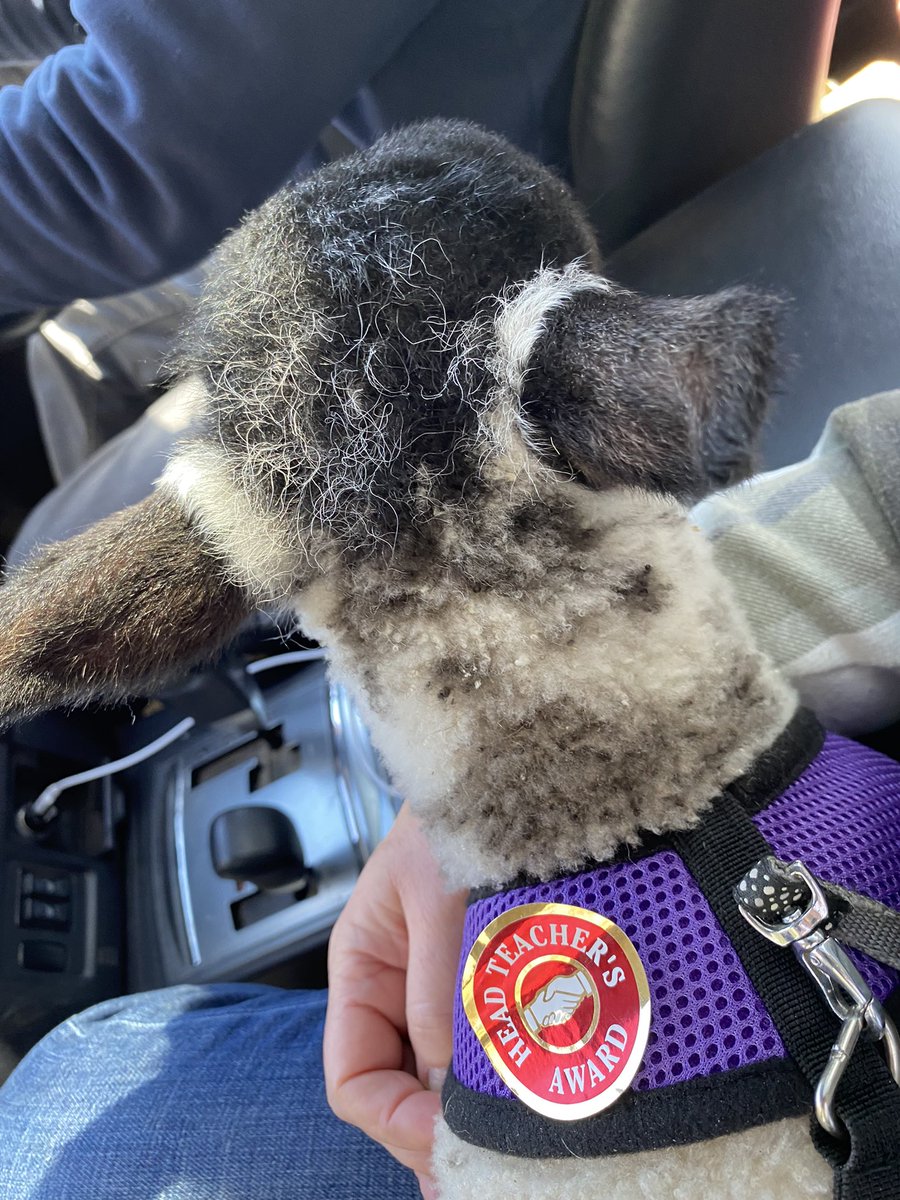 Baarnaby had a wonderful day meeting the children <a href="/PengamPrimary/">Pengam Primary</a> <a href="/MrsWitchell/">Mrs S Witchell</a> loads of great questions and hopefully some future farmers in the making 👍🏼