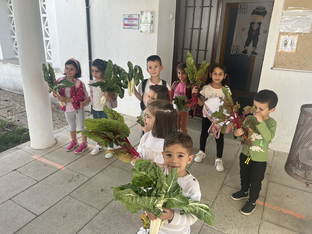 saludtorvis's tweet photo. ¡A la rica acelga! Seguimos trabajando en el huerto y recogiendo sus frutos. No nos hacen mucha gracia las 🥬🥦🥒pero con ajito y en tortilla ¡qué ricas!!! 😋 Todo el proceso en…https://t.co/K6ctBMXwrN @CulEmprendedora @CPRdbv #InnovaEx22_23 https://t.co/0iBsgzrGtZ