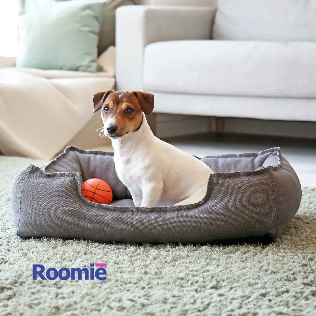 Roomie_Tec's tweet photo. #RoomieTip Act fast when it comes to pet stains on your carpet! Treating them immediately is the key to preventing permanent discoloration of carpet fibers. https://t.co/pHKaT1OzBq