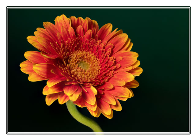 An #orange #Gerbera #flower shot in the @photos_dsmith #studio in #Cheshire #UK. Set up as a large #print for any #featurewall. Get in touch if you wish to #order a copy. #PhotographyIsArt #flowerphotography #plantphotography #artlover #macrophotography #flowerphoto #Flower #art