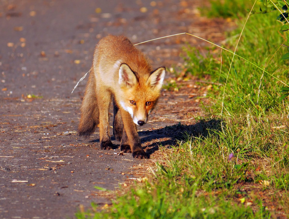 hourlyfoxes's tweet photo. HourlyFoxes presents: https://t.co/FKc32vS9iu