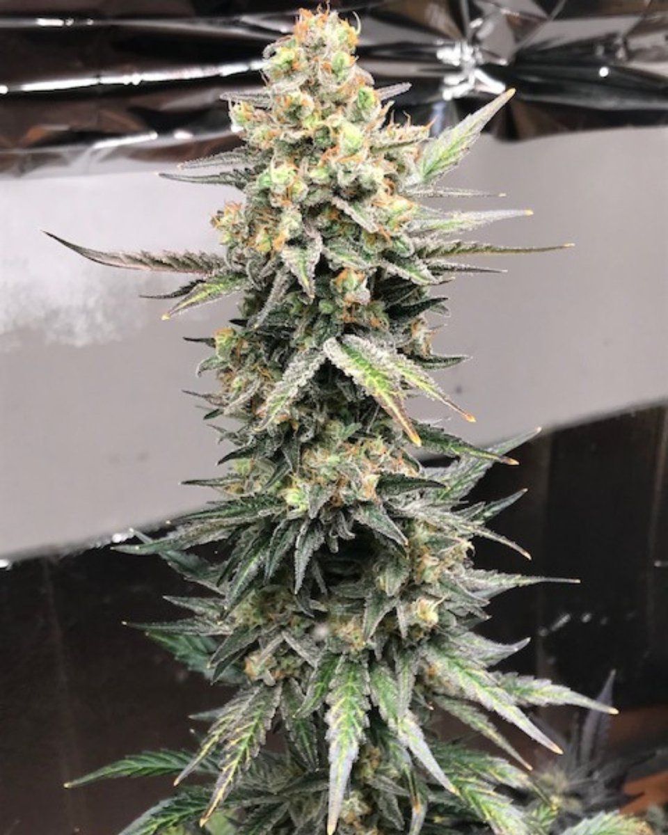 It's 4/20! 🍃💣

Check out this clone of our signature THC Bomb 😍💣

Shop our 4/20 sale TODAY to get TWO THC Bomb seeds completely FREE.

Spend over £60 and receive FOUR!

#bombseeds #thcbomb #420 #growyourown #cannabiscommunity