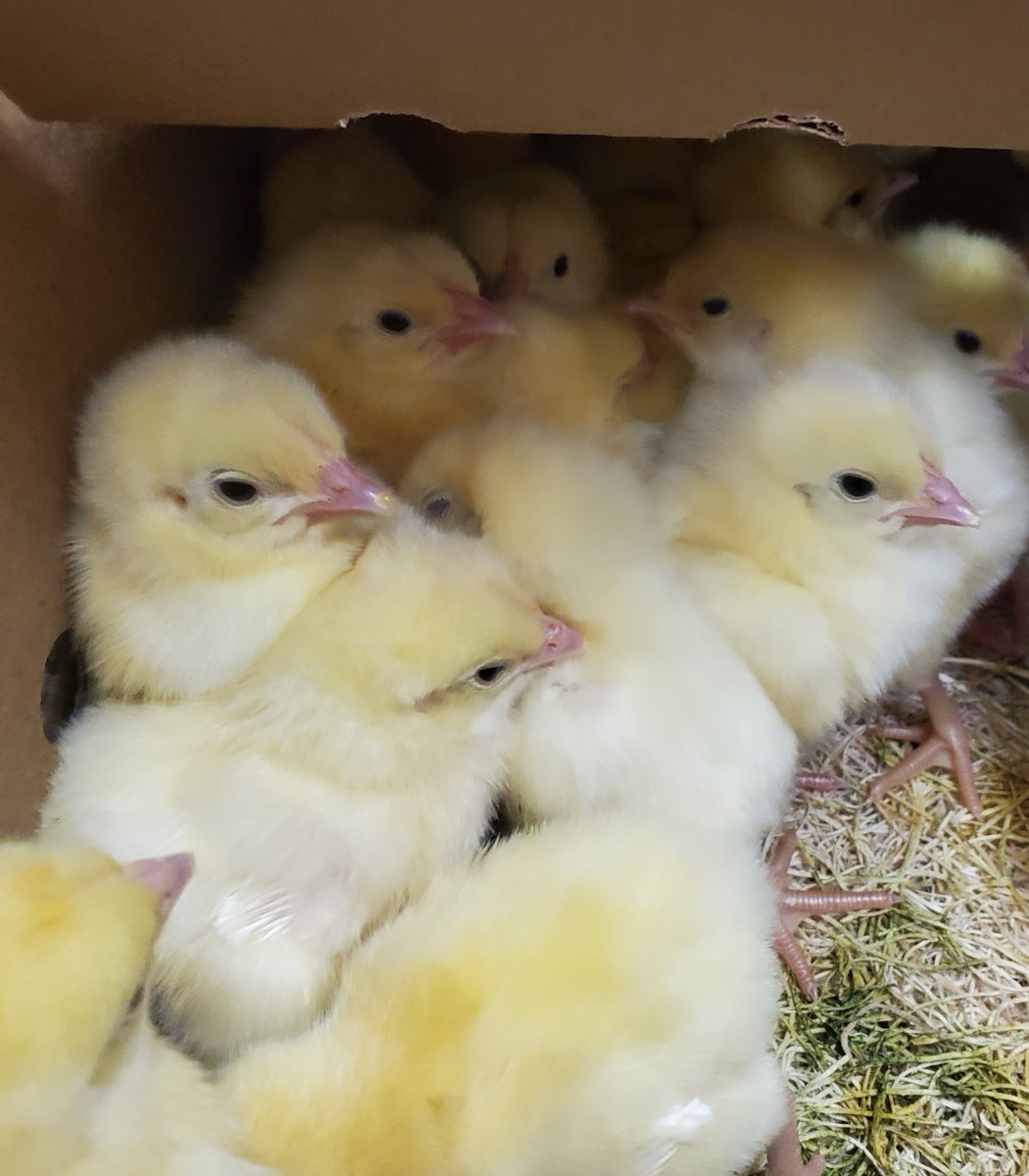 Lots of little chicks still for sale at the Spruceview Farm Center! Come in today while chicks last!