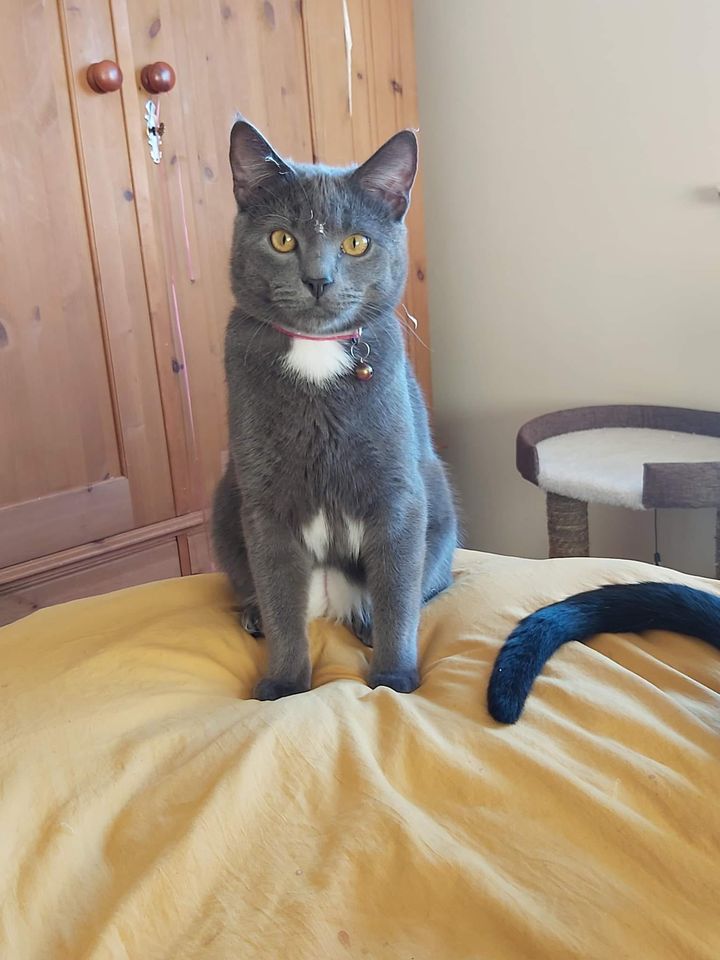 The_Animal_Team's tweet photo. 🆘 KAI HAS BEEN MISSING SINCE OCTOBER 2022, HIS FAMILY MISS HIM SO MUCH. 🆘 Kai went #missing from #MossOfBarmuckity #Elgin #Morayshire #IV30 area, #Scotland. If you live in that area, please keep your 👀 peeled. Thank you. https://t.co/SbDWettb5F #MissingCat #CatsOfTwitter https://t.co/wjT6e8ljOg