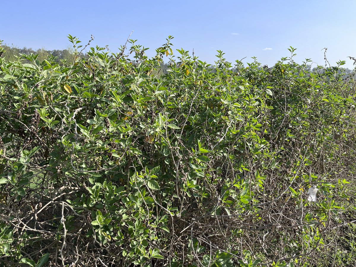 GurharminderS's tweet photo. Besides #Ashwagandha, #Withania somniferra is also known as Winter Cherry 🍒 . Abundant #geneticStock of this important medicinal #shrub species is available all over the State of #Punjab. https://t.co/lTXeCRU4kS