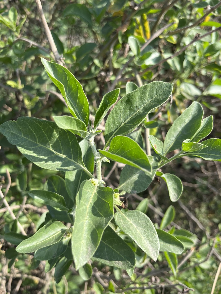GurharminderS's tweet photo. Besides #Ashwagandha, #Withania somniferra is also known as Winter Cherry 🍒 . Abundant #geneticStock of this important medicinal #shrub species is available all over the State of #Punjab. https://t.co/lTXeCRU4kS