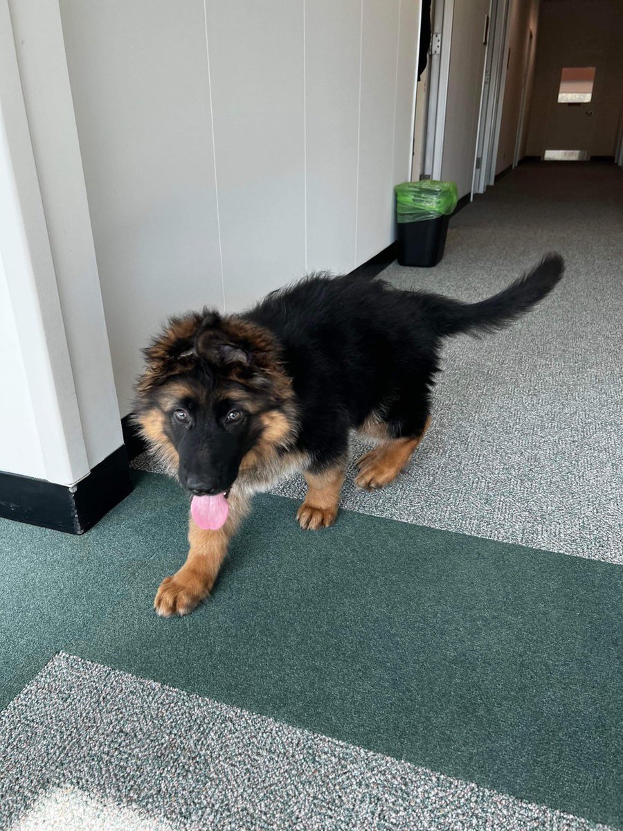 here’s a picture of my dads coworkers new puppy :) enjoy! #cnusocialmedia